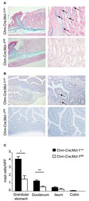 Chymase-Cre; Mcl-1fl/fl Mice Exhibit Reduced Numbers of Mucosal Mast Cells